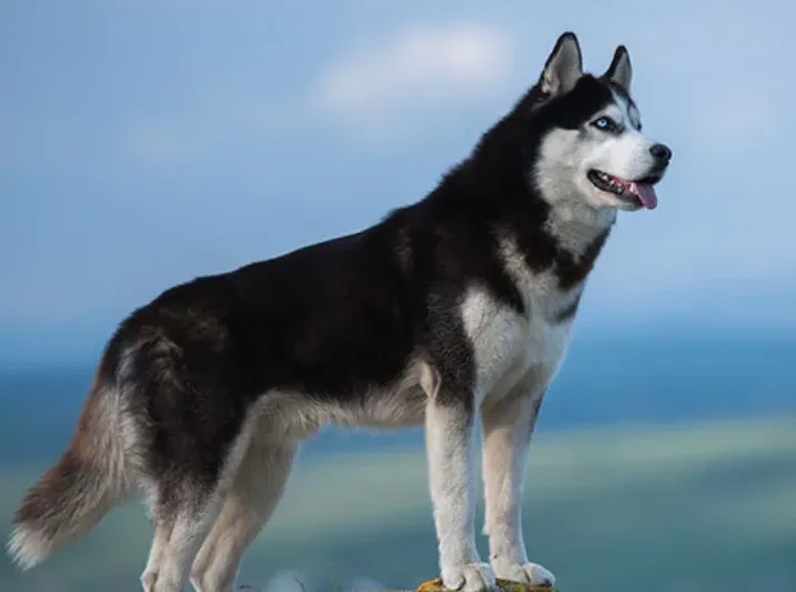 What to Expect From a Full Grown Pitbull Husky Mix